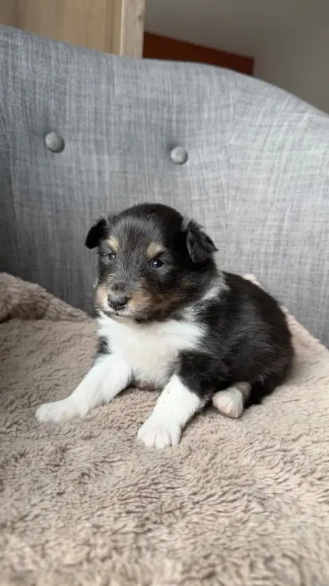 Shetland Sheepdog  Chiot N°1 Du Banc Des Hermelles photo 2