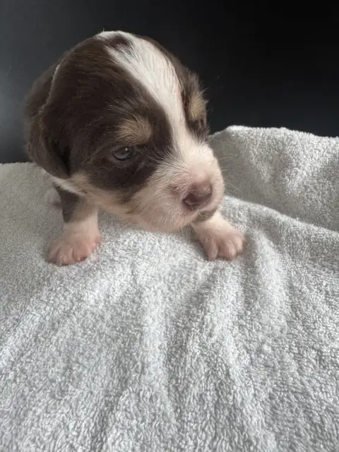 Berger Américain Miniature  Chiot N°5 Du Domaine D'Oz 90301