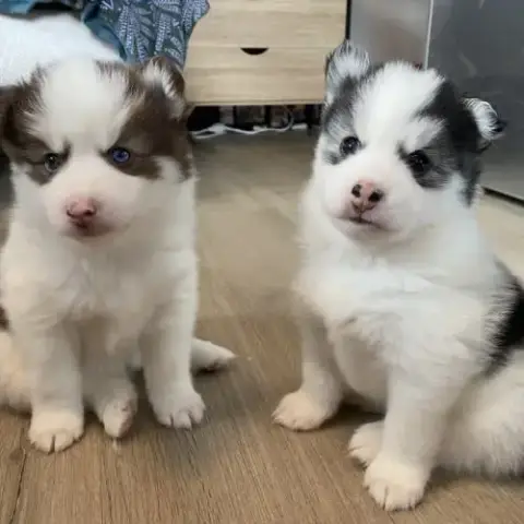 Chiots Type Pomsky