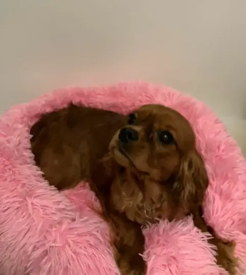 Cavalier King Charles Spaniel  Athena Du Mont D'Amour 39b1c