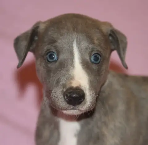 Whippet  Bradley De Tetiaroa photo 2