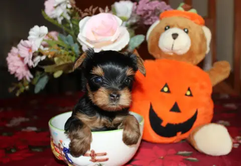 Yorkshire Terrier  Chiot N°4 De La Voie Des Péniches 04b06 photo 2