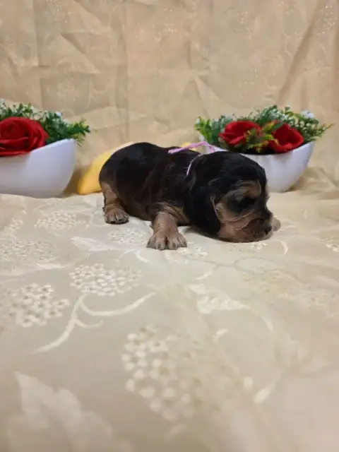Cocker Spaniel Anglais 
                        B.... 783ac