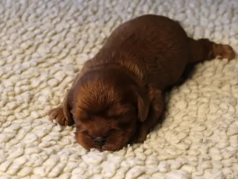 Cavalier King Charles Spaniel  Chiot N°1 Du Clos D'Ar ea9e0 photo 2