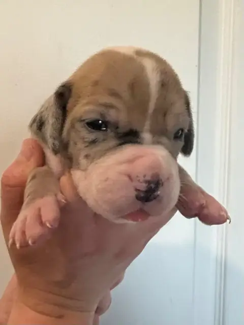 Dogue Allemand  Chiot N°9 Des Gardiens De L'Homme photo 3