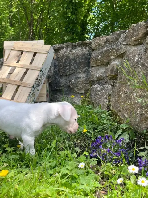 Dogo Argentino  Baila Tabajara Del Pampa photo 3
