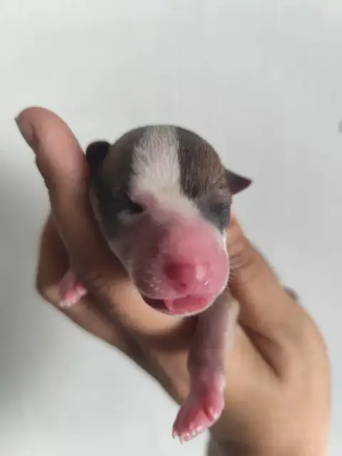 Whippet  Baccharis Des Vives Etoiles D’Argent