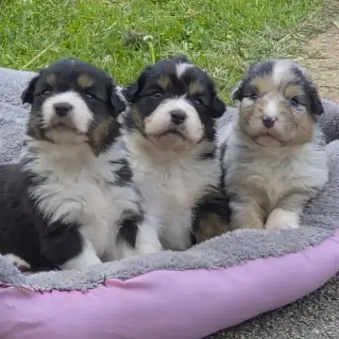 Bergers Australiens Merle Et Black Tricolore