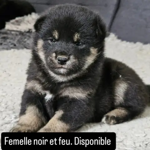 Shiba  Femelle Noir Et Feu De British And Us