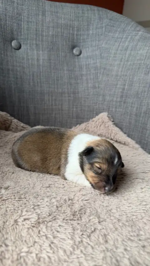 Shetland Sheepdog  Chiot 2 Du Banc Des Hermelles photo 2