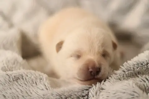 Shiba