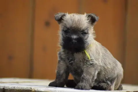 Cairn Terrier  Femelle 5 De La Vallée Caid