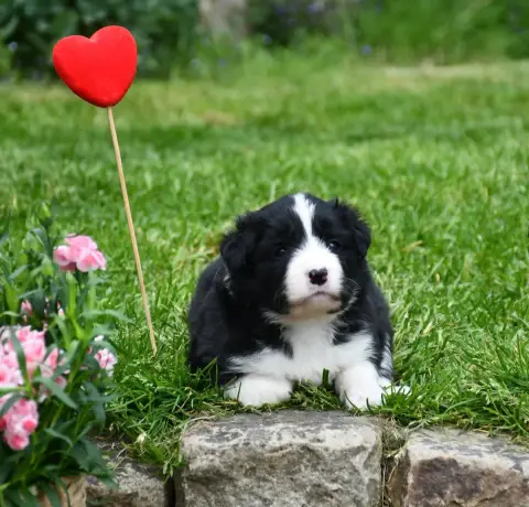 Border Collie  Fille Noire 1 Of Pacific Spirit photo 3