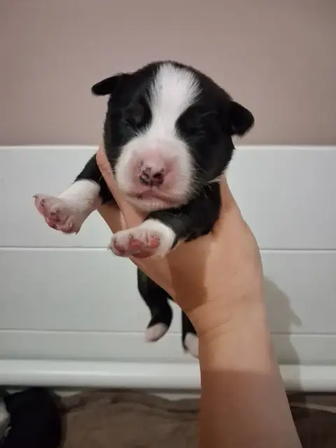Berger Américain Miniature  Chiot 1 De La Sableyre