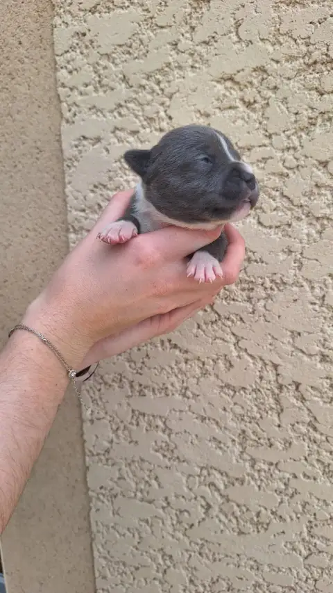 Staffordshire Bull Terrier 
                        C 701d7