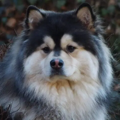 Chien Finnois De Laponie  Bjarni Ursa De La Vallée D' eab1a photo 2