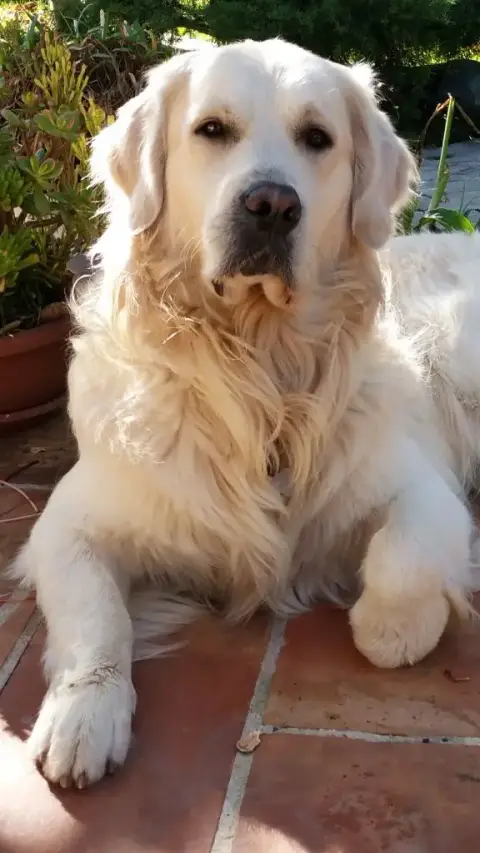 Golden Retriever  Chiot N°3 Des Carrieres De Poincy fa7b7 photo 2