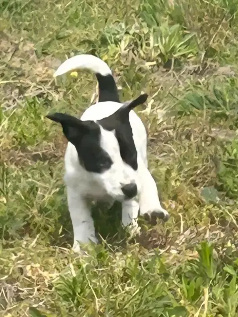 Jack Russell Terrier  Briska Du Clos Des Loutres photo 3