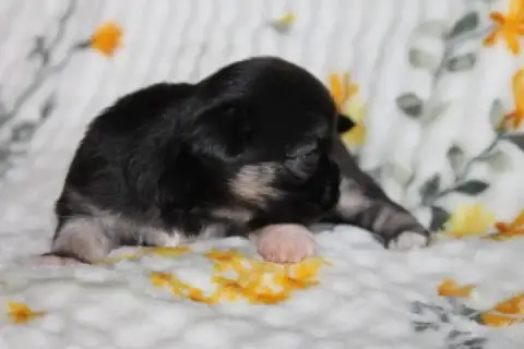 Chihuahua  Chiot N°3 Des Joyaux De La Sambre photo 2