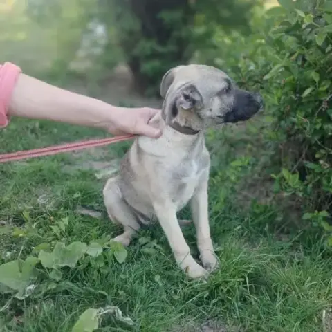 Jacky Chiot À L'Adoption