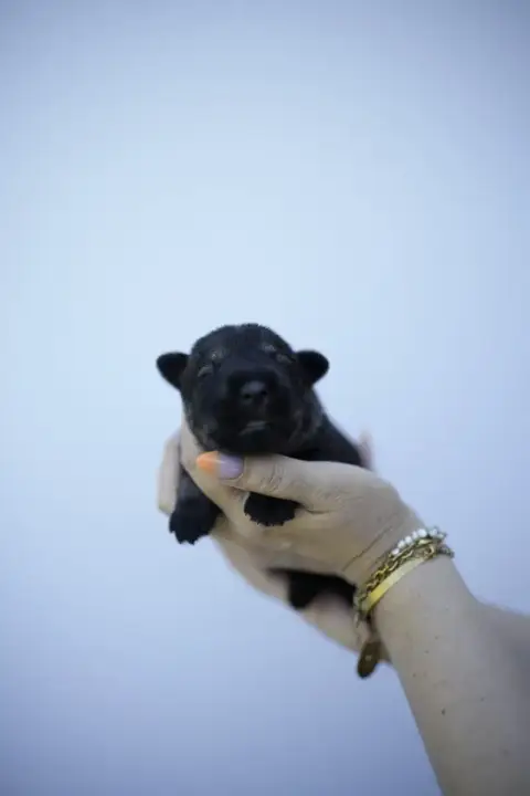 Schnauzer  Chiot 7 Du Domaine De Prescalix