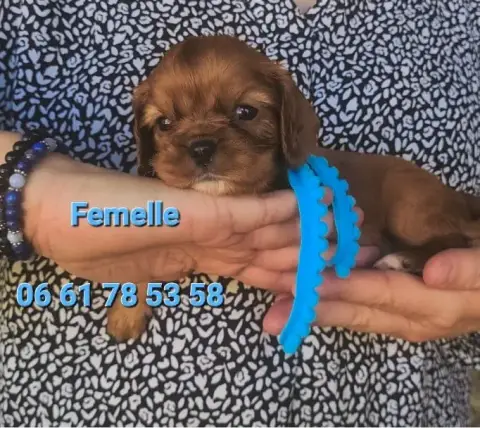 Cavalier King Charles Spaniel  Chiot N°2 Des Rives Du e897f