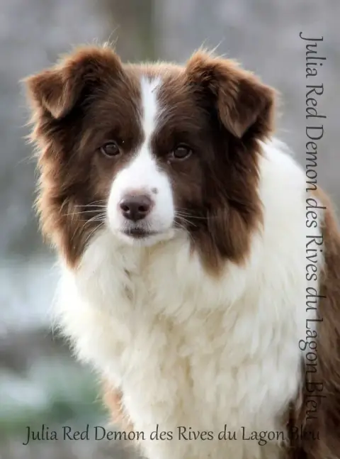 Border Collie photo 2