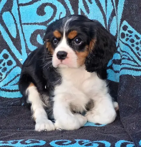 Cavalier King Charles Spaniel  Barney De La Colline A 60a40 photo 3