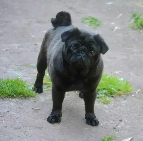 Carlin  Baloo photo 2