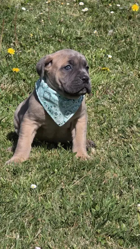 Cane Corso  Chiot N°7 Des Terres Des Forges