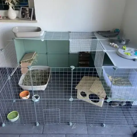 Femelle Lapin Nain Belier