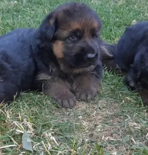 Berger Allemand  Chiot 2 Du Chemin De L'Odon