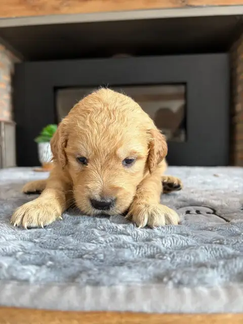 Golden Retriever  Chiot N°7 photo 3
