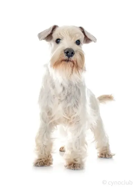 Schnauzer Miniature  Chiot 5 De Tierra Lemi photo 3