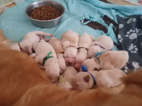 Golden Retriever 
                        Mlle Violet 1b83c