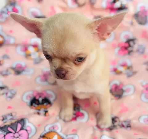 Chihuahua  Blake Of Aphrodite Childs