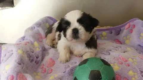 Adopter Shih Tzu 
                        Chiot N°1 Du Domain 1baf0