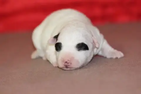 Jack Russell Terrier  Male2 Des Diamants Verts photo 3