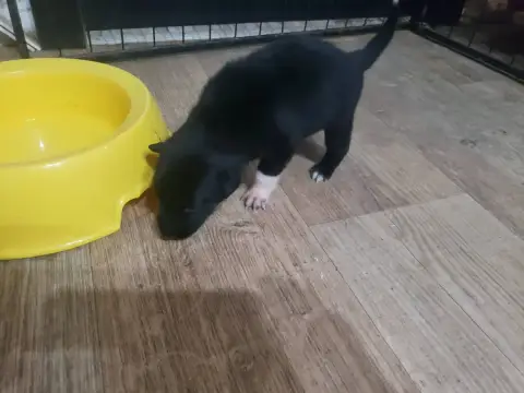 Border Collie 
                        Femelle Noir E 24a5c