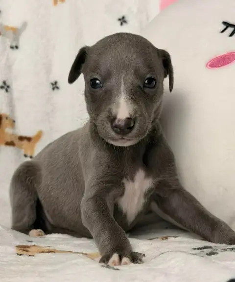 Whippet  Balrog De La Bastie D'Hucaroc photo 2