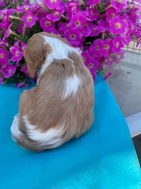 Cavalier King Charles Spaniel  Britney Des Lutins Mal 419ec photo 3