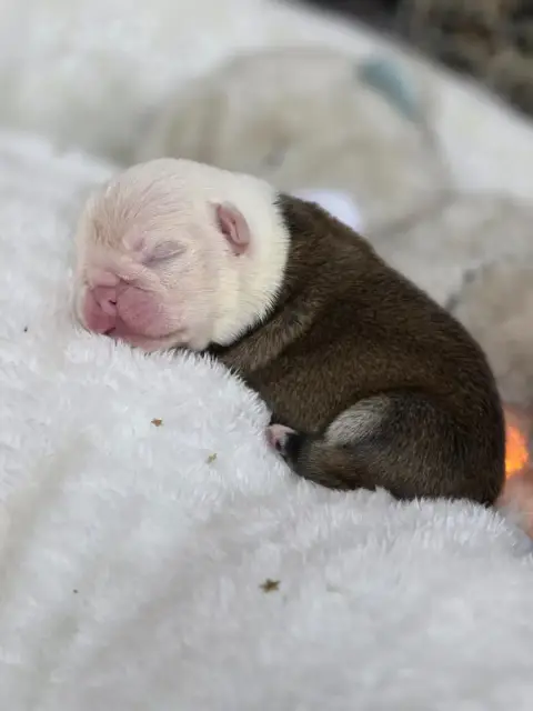 Bulldog Anglais  Chiot N°7 Des Éclats De Cassiopée