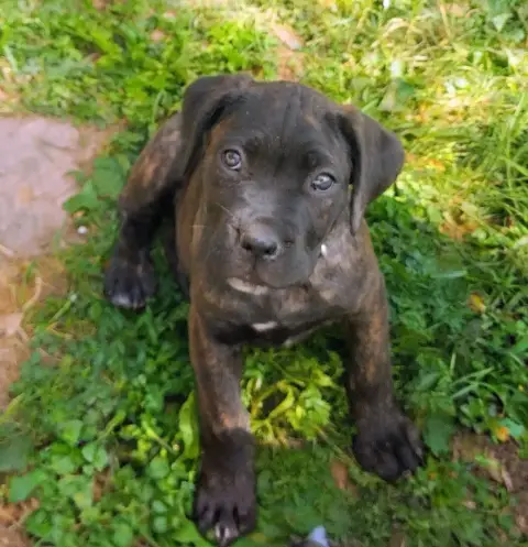 Cane Corso  Collier Noir De La Tribu Amazone