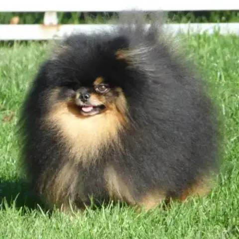 Saillie Spitz Nain