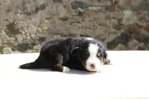 Bouvier Bernois  Chiot 5 De La Vallée De L'Hyrome photo 2