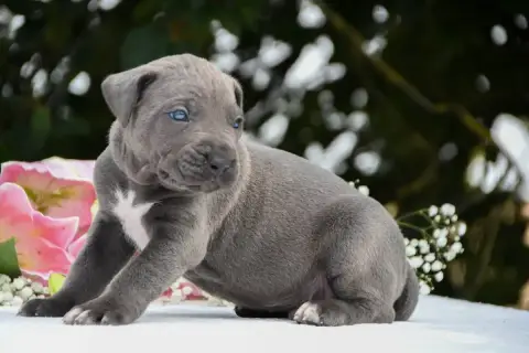 Cane Corso 
                        Collier Marron I  b0b40 photo 3