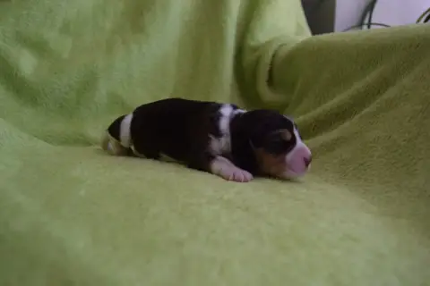 Beagle photo 2