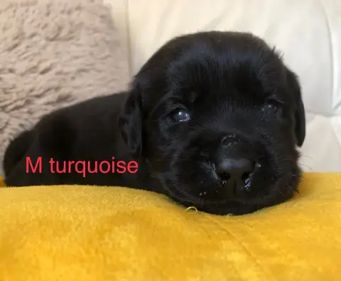 Labrador Retriever  Chiot N°4 By Champs'Or photo 2