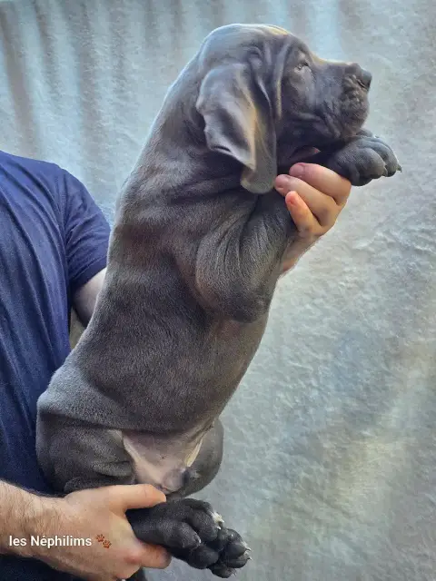 Dogue Allemand  Bismark Vom Gimli De La Guilde Des Né 28004 photo 2