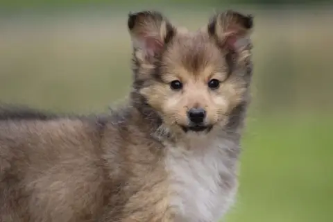 Shetland Sheepdog  Chiot N°4 De L'Angelarde photo 2
